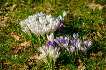 spring crocus flowers