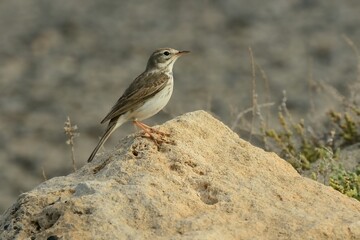 Ein Kanarenpieper (Anthus berthelotii), Berthelot´s pipit, auf Fuerteventura.