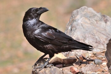 Ein Kolkrabe (Corvus corax), Raven, auf Fuerteventura.