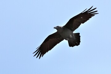 Ein fliegender Kolkrabe (Corvus corax), Raven, auf Fuerteventura.