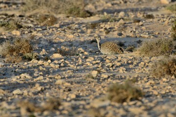 Eine Kragentrappe (Chlamydotis undulata), Houbara bustard, auf Fuerteventura.