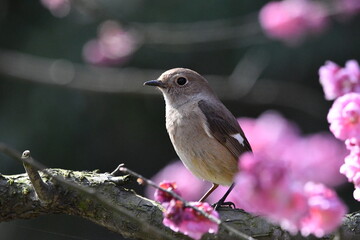 紅梅とジョウビタキ