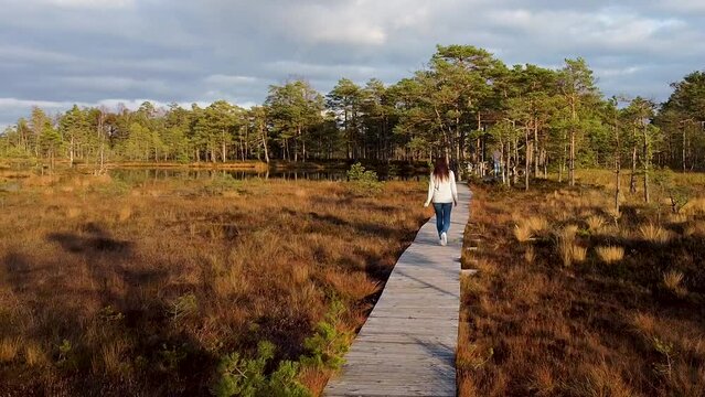 A drone aerial of a solo woman walking along a wooden pathway in a bog in autumn. Recorded in Tolkuse bog in Estonia during sunset.