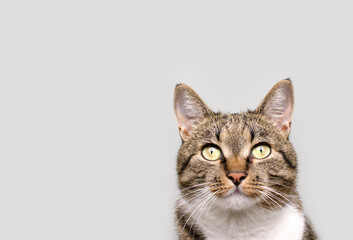 Portrait of gray shorthair domestic tabby cat in front of gray background. Selective focus.