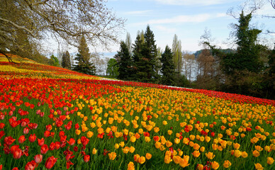 a lush spring meadow full of colorful tulips on Flower Island Mainau on a sunny April day with the German Alps in the background (lake Constance or Bodensee, Germany)	
