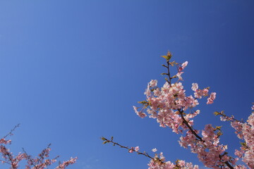 青空と満開の河津桜
