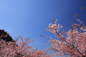 青空と満開の河津桜
