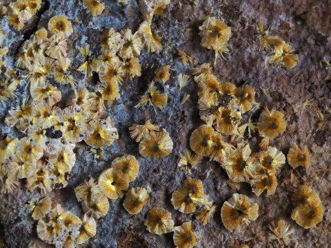 Radial Aggregates Of Yellow Cacoxenite Phosphate Mineral