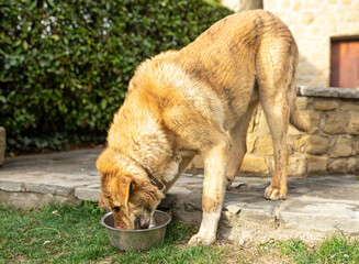 Mastiff dog drinking water in a rural house, in a metal bowl, on a lawn
