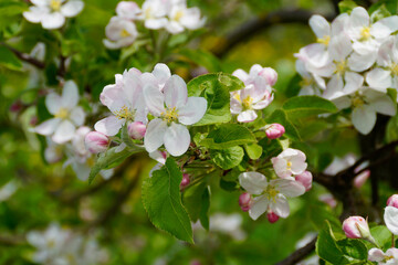 apple trees in full bloom on a fine day in April by lake Bodensee or lake Constance (Lake Constance, Germany)