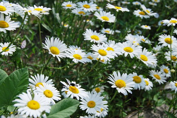 Summer glade of daisies