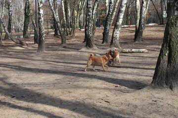 Dogs play in the garden © Tomasz