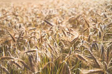 Rye field background during summer sunset back light with details on kernels and straws