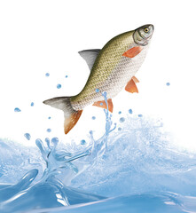 poisson ,melonote,  animal, isolé, bulle, congelé, sauter, frais, glacé, froid, pêche, eau, aliment, océan, attraper, blanc, eau douce, nature, océan, fleuve, , ailette, aquarium, lac, queue, écaillé,