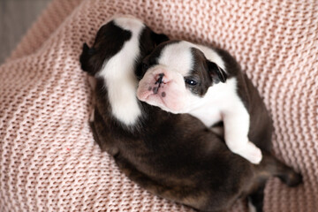 Cute Boston Terrier puppies sleep on a pink knitted blanket. Wonderful pets. Tender emotion. Dog