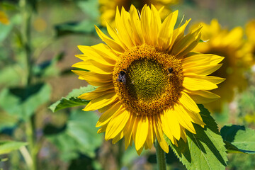 Close-up of a sunflower against a blurred background and a bee 