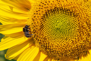 Close-up of a sunflower against a blurred background and a bee