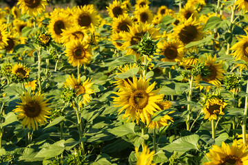 View of a part of a blossoming sunflower field in bright sunshine