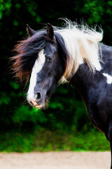 Tinker Pferd