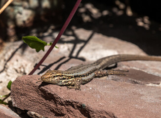 lizard on the rocks