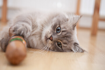 Heilige Birma Katze beim Spielen