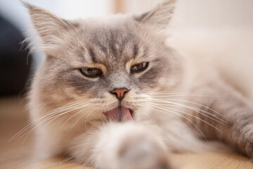 Heilige Birma Katze Fellpflege