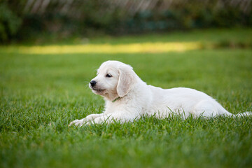 Goldener Retriever Welpe in der Natur