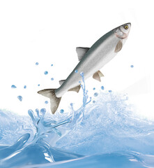 poisson ,léman  ,  animal, isolé, bulle, congelé, sauter, frais, glacé, froid, pêche, eau, aliment, océan, attraper, blanc, eau douce, nature, océan, fleuve, , ailette, aquarium, lac, queue, écaillé, 