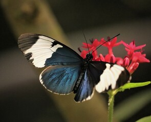 Angels Really do Have Wngs