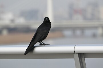 人懐っこいカラス