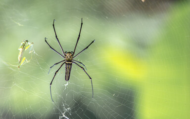 
Close up, banana spider or giant wood spider.