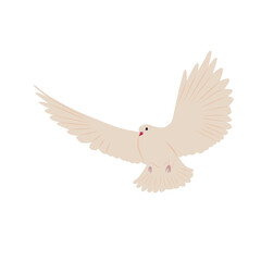 White flying dove, peace symbol, realistic isolated vector illustration on white background