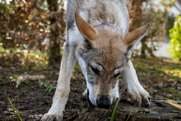 Chien-loup tch&eacute;coslovaque