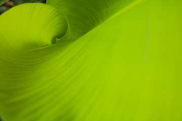 Young banana leaves. Green Natural Background. The effect of sunlight on green banana leaves.