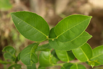 Green fresh lemon leaves.