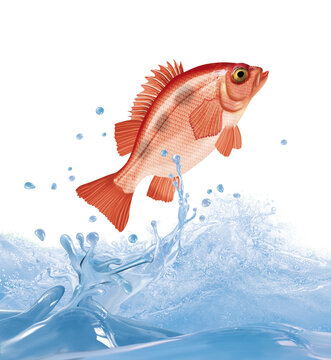 poisson, s&eacute;baste , animal, isol&eacute;, bulle, congel&eacute;, sauter, frais, glac&eacute;, froid, p&ecirc;che, eau, aliment, oc&eacute;an, attraper, blanc, eau douce, nature, fleuve, ailette, aquarium, lac, queue, &eacute;caill&eacute;, brut, bou