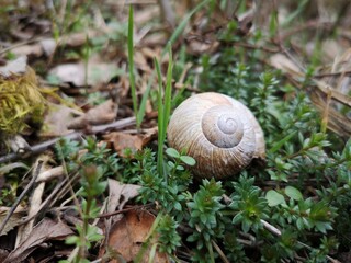 Schnecke  in Deutschland