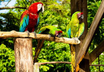 Kolorowa tropikalna papuga z czerwonymi, zielonymi i niebieskimi piórami i dużym dziobem, siedzi...