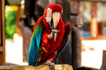 Kolorowa tropikalna papuga z czerwonymi, zielonymi i niebieskimi piórami i dużym dziobem, siedzi na gałęzi w dżungli w ciepły, słoneczny, letni dzień.