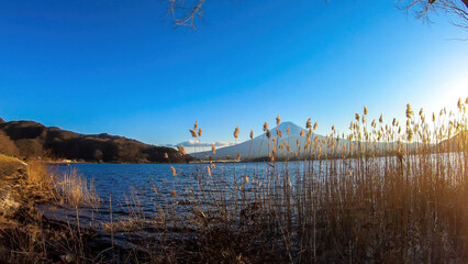 An idyllic view on Mt Fuji from the side of Kawaguchiko Lake, Japan. The volcano is surrounded by clouds. Dried, golden grass on the shore of the lake. Serenity and calmness. Bright and clear day.