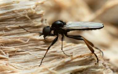 March flie, Bibio on wood, macro photo