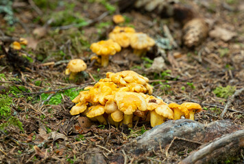 Young fruiting bodies of golden golden chanterelle, Cantharellus cibarius growing in natural...