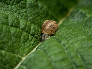 escargot