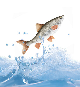 poisson,vandoise , animal, isol&eacute;, bulle, congel&eacute;, sauter, frais, glac&eacute;, froid, p&ecirc;che, eau, aliment, oc&eacute;an, attraper, blanc, eau douce, nature, fleuve, ailette, aquarium, lac, queue, &eacute;caill&eacute;, brut, bou