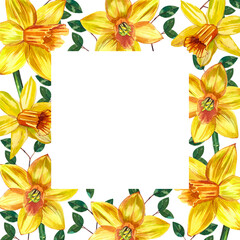 A square-shaped frame with watercolor yellow daffodils on a white background painted by hand in watercolor.