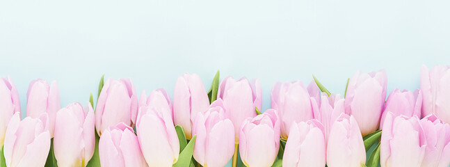 Pink tulips border on a blue background. Mothers Day, Valentines Day, birthday concept. Banner
