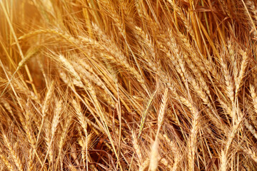 Golden wheat fields. The fully ripe wheat is ready to be harvested. Oats, rye, barley. wheat farming.