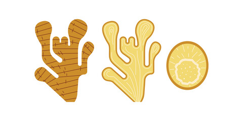Ginger root organic spice product for cooking. Spicy root is painted in a flat style. 