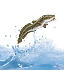 poisson, lotte , animal, isolé, bulle, congelé, sauter, frais, glacé, froid, pêche, eau, aliment, océan, attraper, blanc, eau douce, nature, fleuve, ailette, aquarium, lac, queue, écaillé, brut, bouch