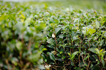 A view of a fresh green tea field